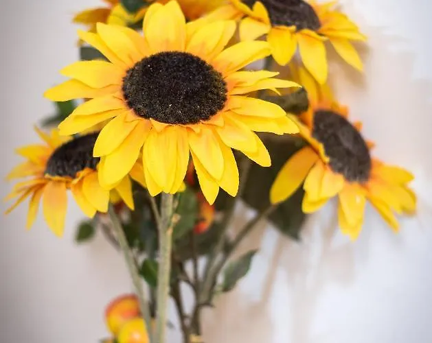 카 프란체스코 * 베니스